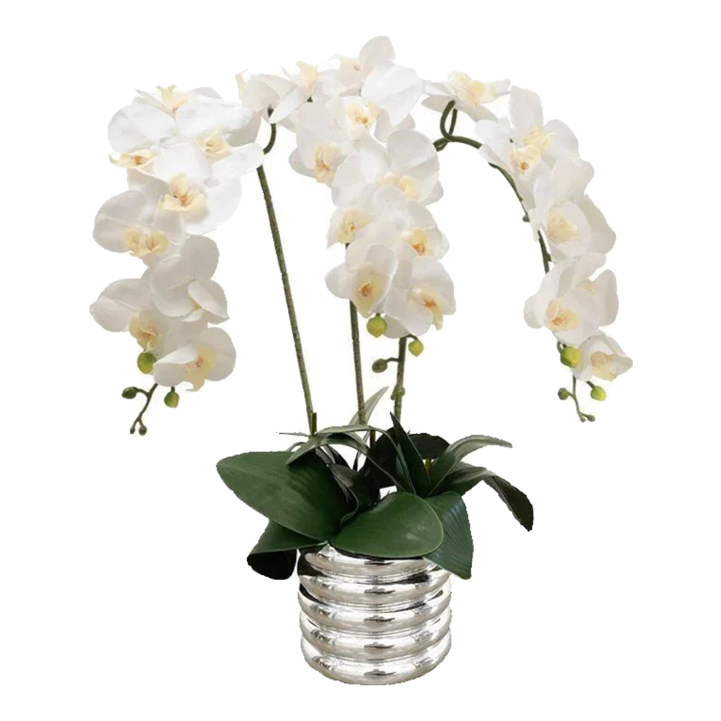 Bình Hoa Lan Trắng - White Orchid 40x65