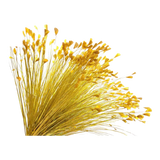 Bó Cỏ Khổng Tước - Gold