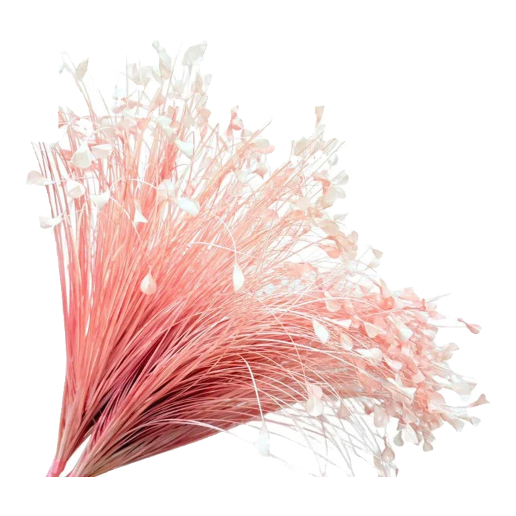 Bó Cỏ Khổng Tước  - Pink