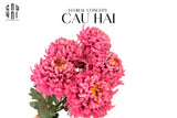 Cành Cúc Thiên Hương Mẫu Đơn - Special Version-Hoa Lụa-Đối tác tại Trung Quốc theo từng đơn đặt hàng-CẬU HAI HOME DECOR