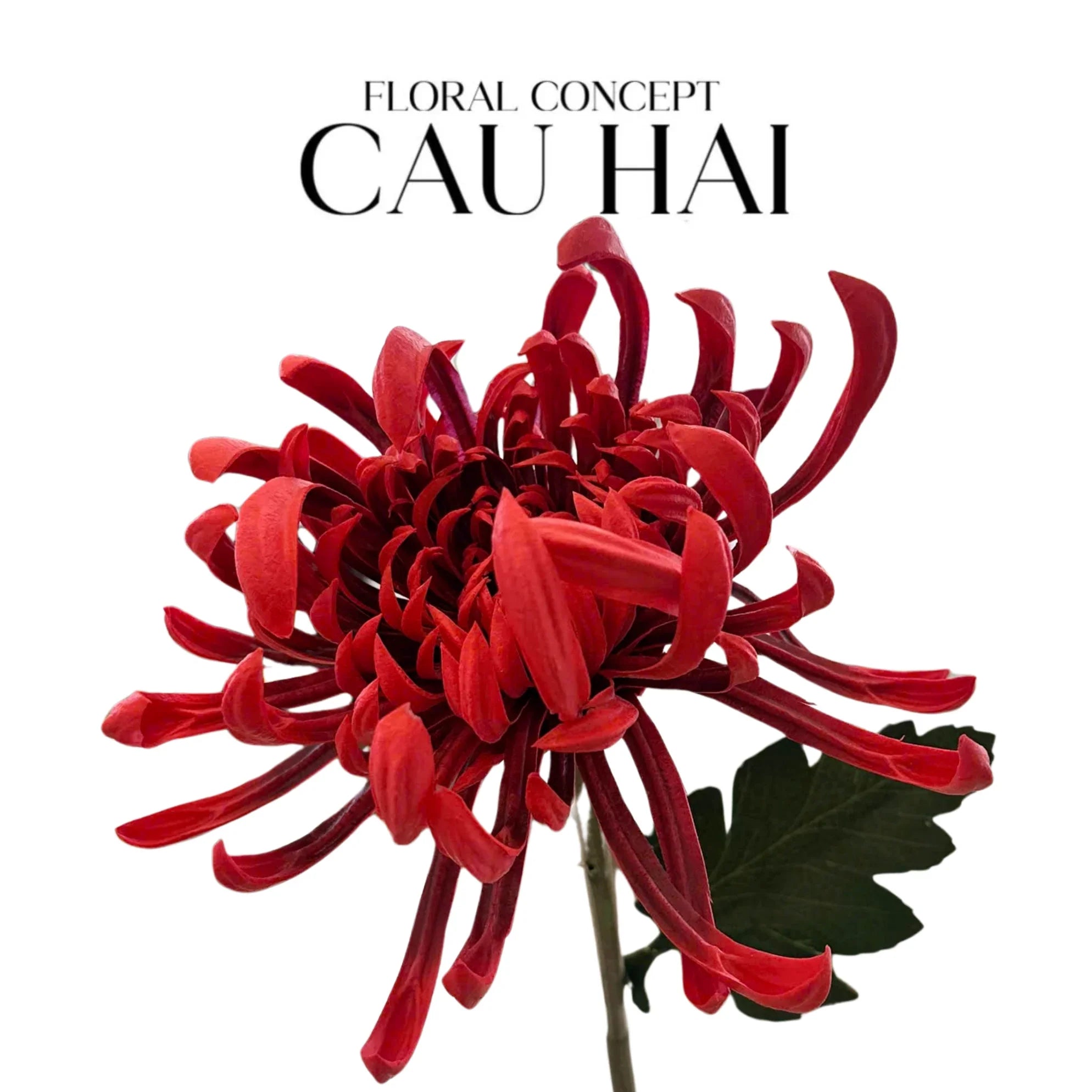 Cành Hoa Cúc Đại Đoá Vienna - Red / Yellow / Pink-Hoa Lụa-CẬU HAI HOME DECOR