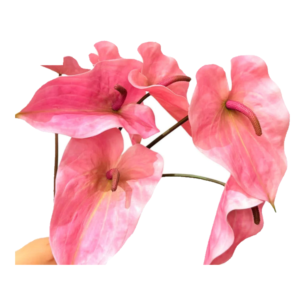 Cành Hoa Hồng Môn - Super Pink