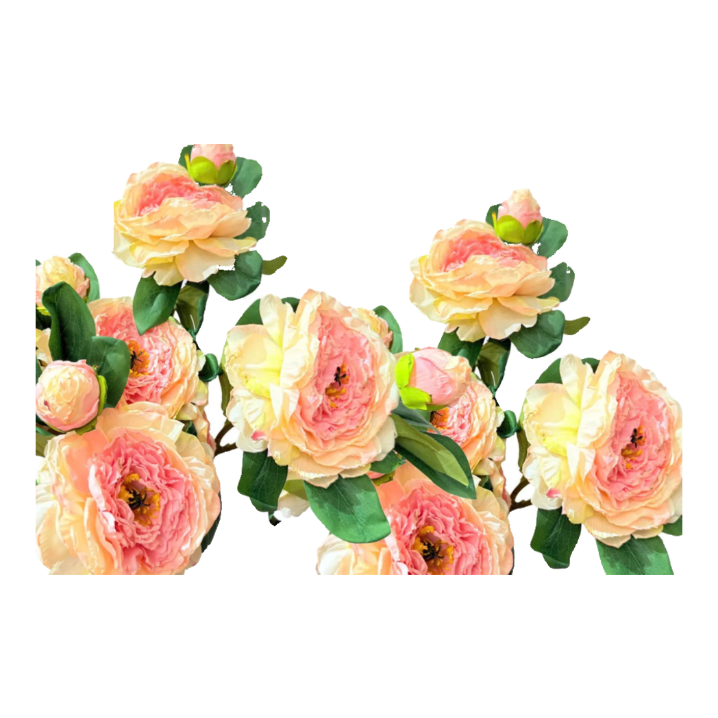 Cành Hoa Mẫu Đơn Peony Lactiflora
 - Baby Coral