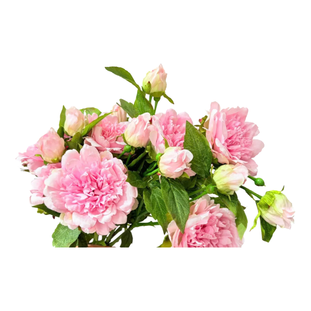 Cành Hoa Mẫu Đơn Peony Lactiflora
  - Hot Pink