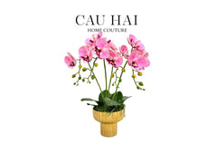 Chậu Hoa Lan Hồ Điệp - Phấn Sắc-BÌNH HOA-CẬU HAI HOME DECOR