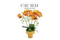 Chậu Hoa Lan Hồ Điệp - Quất Sắc-BÌNH HOA-CẬU HAI HOME DECOR