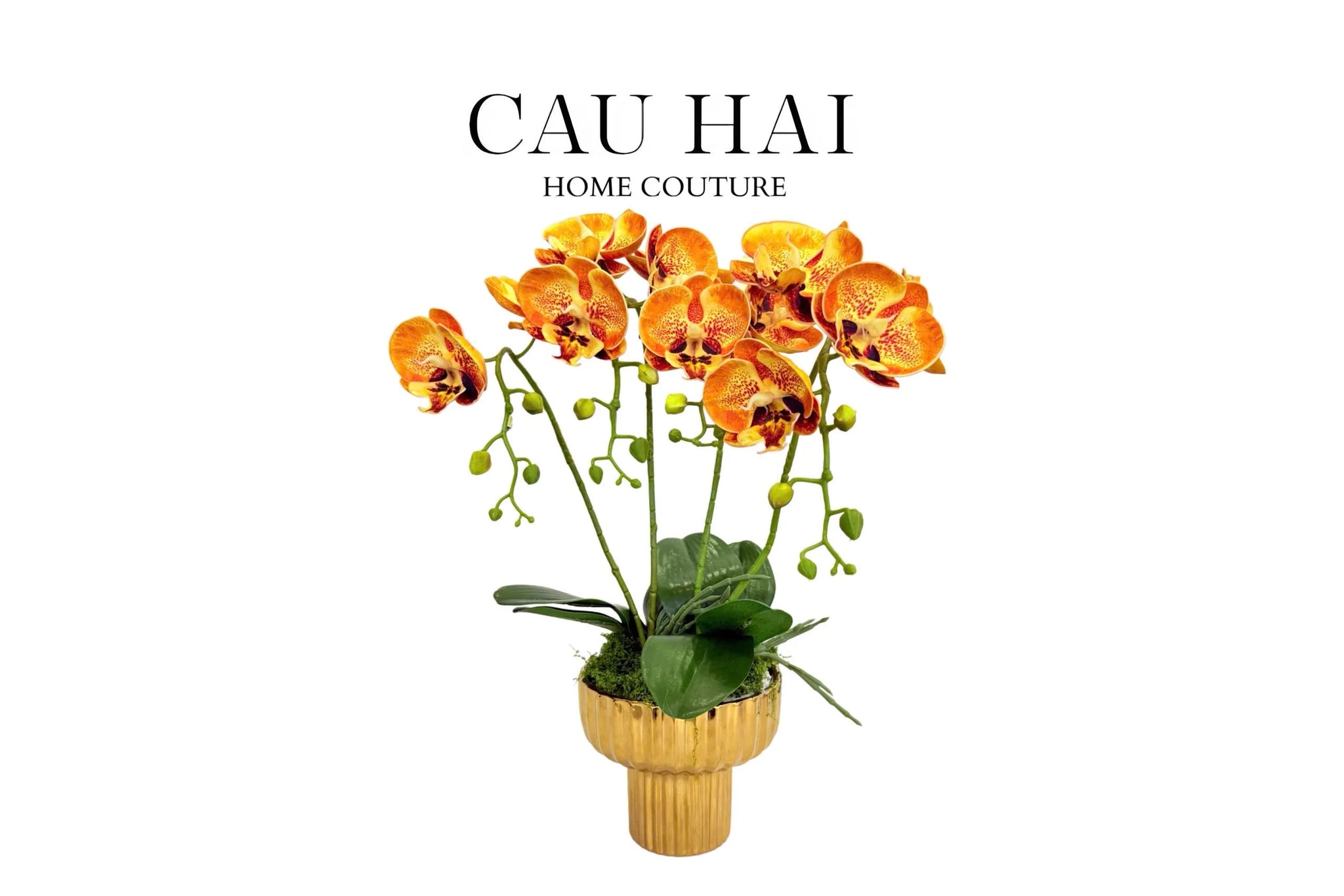 Chậu Hoa Lan Hồ Điệp - Quất Sắc-BÌNH HOA-CẬU HAI HOME DECOR
