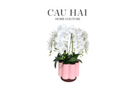 Chậu Hoa Lan Hồ Điệp - Tuyết Bạch-BÌNH HOA-CẬU HAI HOME DECOR