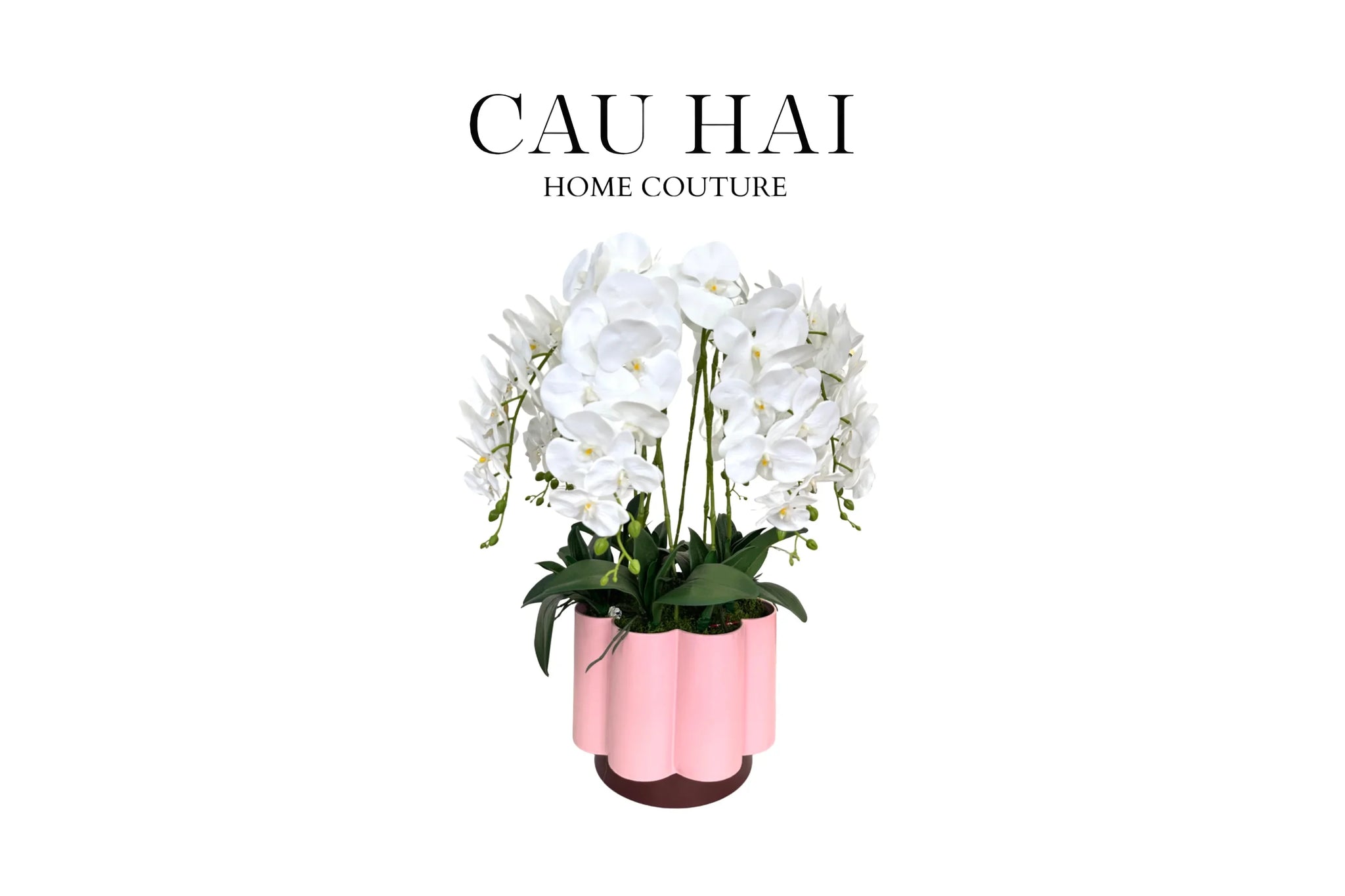Chậu Hoa Lan Hồ Điệp - Tuyết Bạch-BÌNH HOA-CẬU HAI HOME DECOR