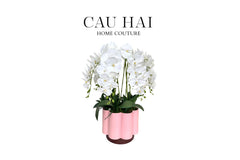 Chậu Hoa Lan Hồ Điệp - Tuyết Bạch-BÌNH HOA-CẬU HAI HOME DECOR
