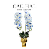 Chậu Hoa Lan Hồ Điệp - White Sapphire-BÌNH HOA-CẬU HAI HOME DECOR