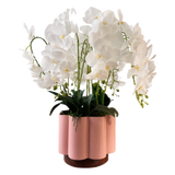 Chậu Lan Hồ Điệp Blanc Impérial H70 - Cậu Hai Home Decor