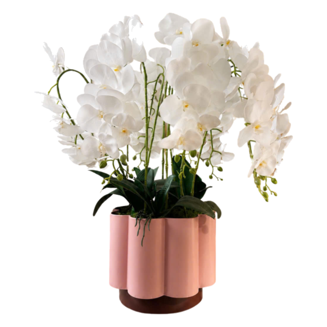 Chậu Lan Hồ Điệp Blanc Impérial H70 - Cậu Hai Home Decor