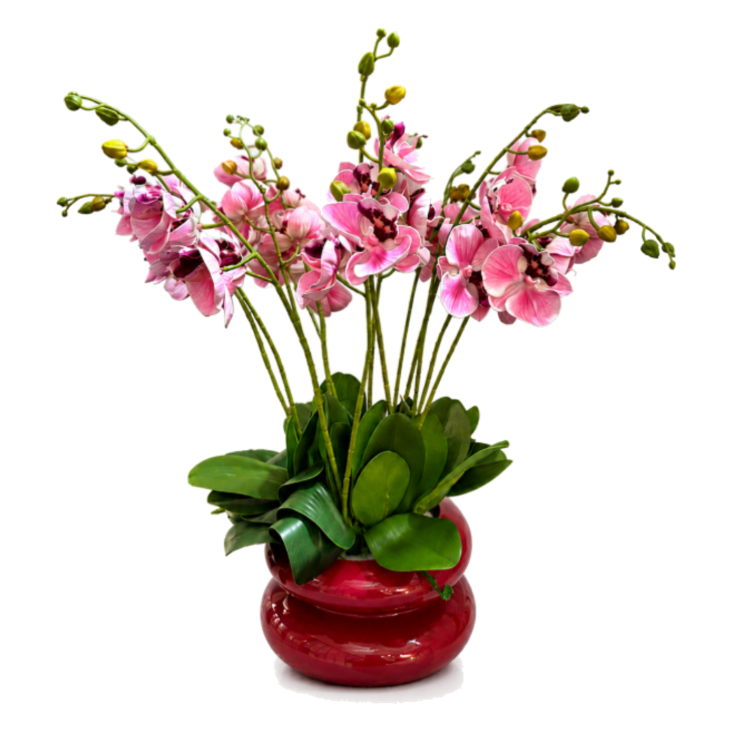 Chậu Lan Hồ Điệp Rosé Élégance H60 - Cậu Hai Home Decor