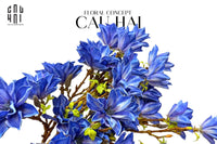 Set 2 Cành 3 Hoa Mộc Lan - Magnolia Stellata-Hoa Lụa-CẬU HAI HOME DECOR