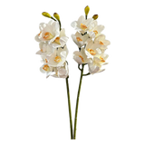Set 2 Cành Địa Lan Cymbidium