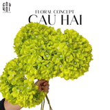Set 2 Cành Hoa Cẩm Tú Cầu Đại - Xanh-Hoa Lụa-Đối tác tại Trung Quốc theo từng đơn đặt hàng-CẬU HAI HOME DECOR