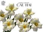 Set 2 Cành Hoa Tulip Blooming - White Green-Hoa Lụa-CẬU HAI HOME DECOR