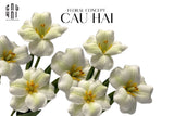 Set 2 Cành Hoa Tulip Blooming - White Green-Hoa Lụa-Đối tác tại Trung Quốc theo từng đơn đặt hàng-CẬU HAI HOME DECOR