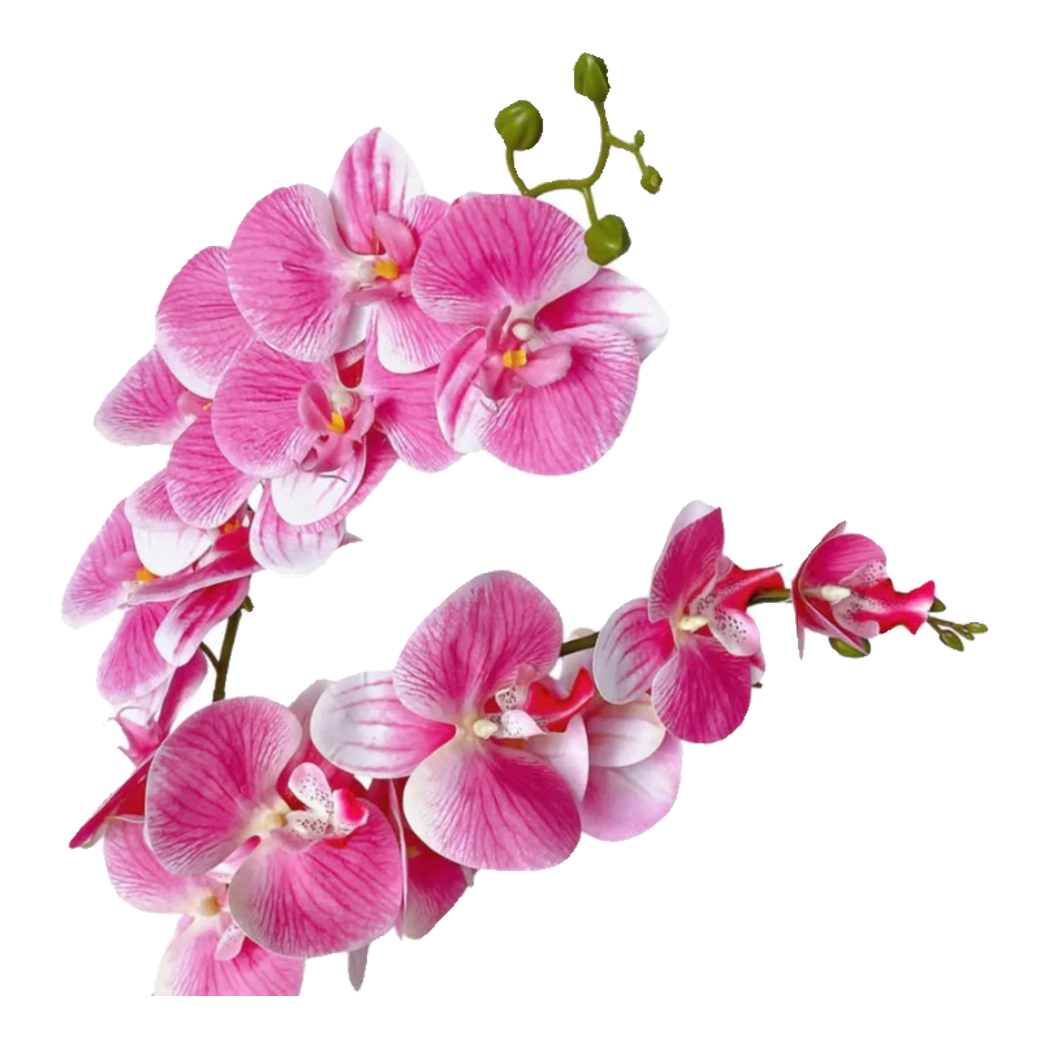 Set 2 Cành Lan Hồ Điệp - White Pink