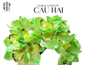 Set 5 Hoa Địa Lan - Kelly Green-LY THỦY TINH-CẬU HAI HOME DECOR