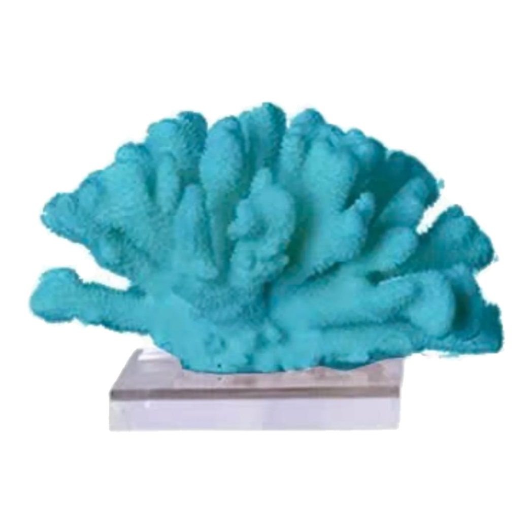 Tượng San Hô Corail Art de Mer Turquoise Sculptural