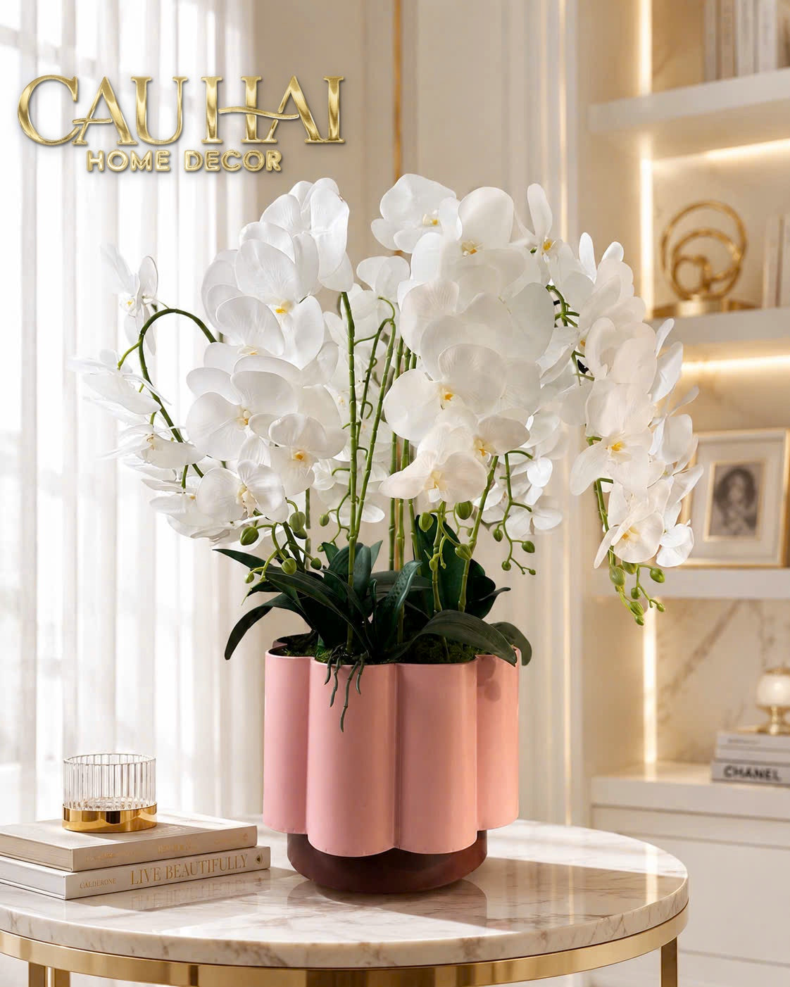 Chậu Lan Hồ Điệp Blanc Impérial H70